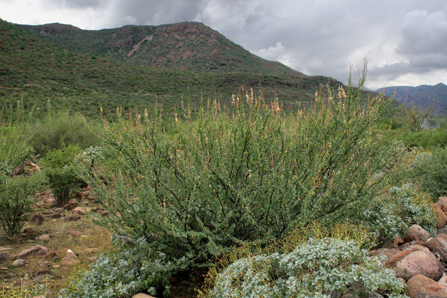 Fouquieria burragei image