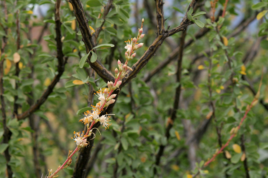 Fouquieria burragei image