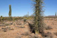 Fouquieria columnaris image