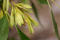 Fraxinus velutina image