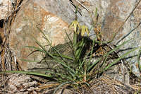 Image of Fritillaria affinis