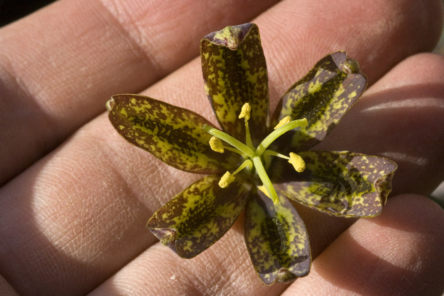 Fritillaria affinis image