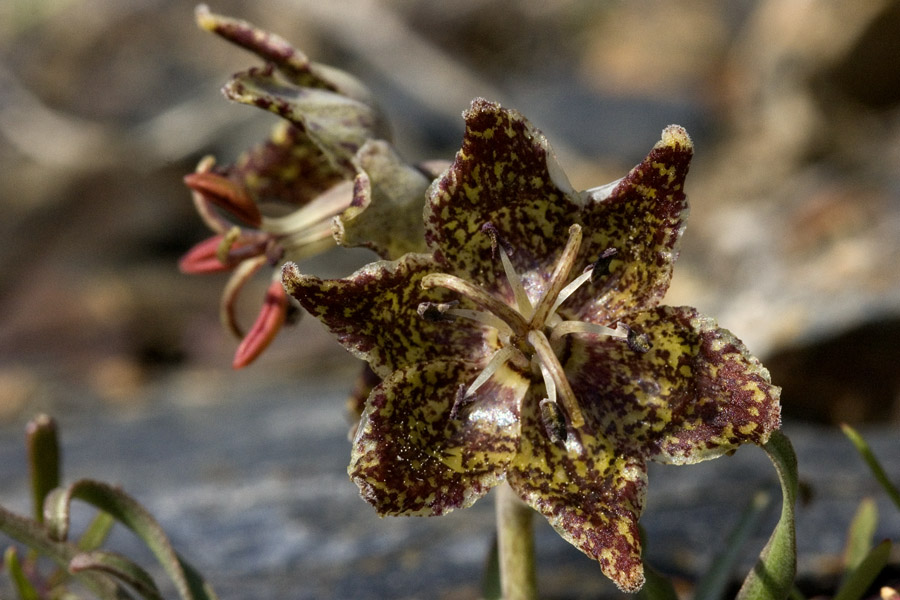 Fritillaria pinetorum image