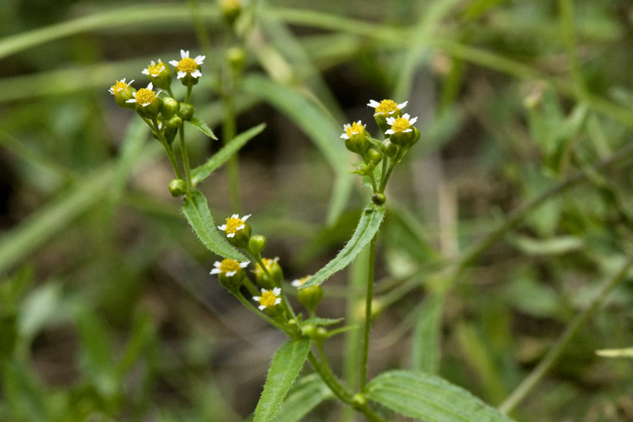 Galinsoga parviflora var. semicalva image