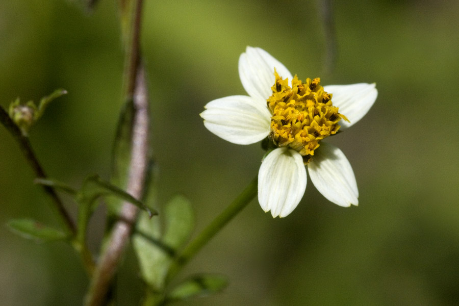 Galinsoga parviflora var. semicalva image