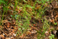 Galium fendleri image