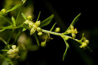 Galium fendleri image