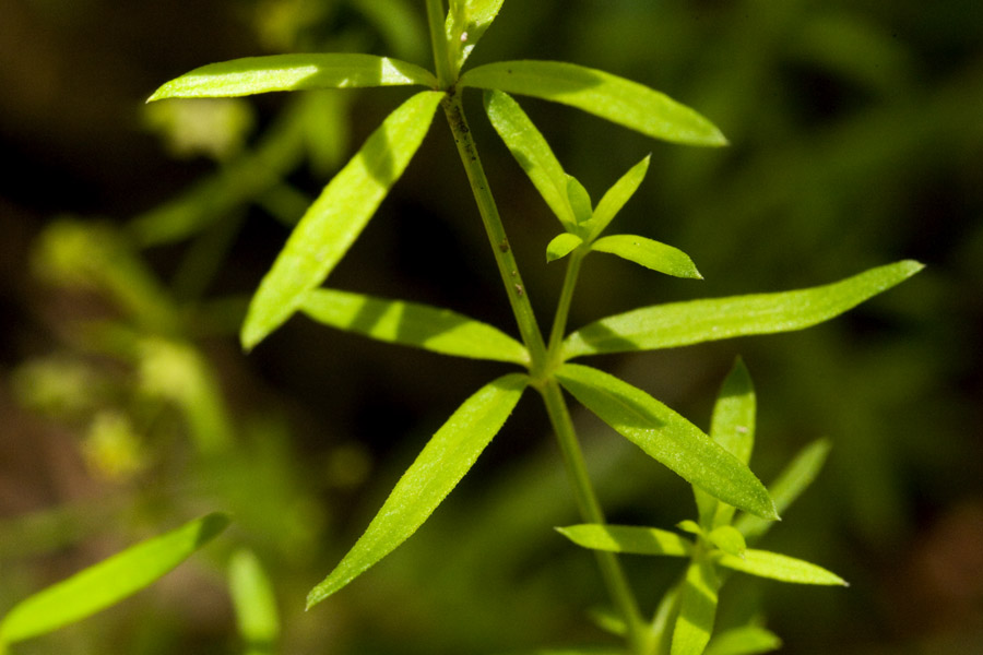 Galium fendleri image