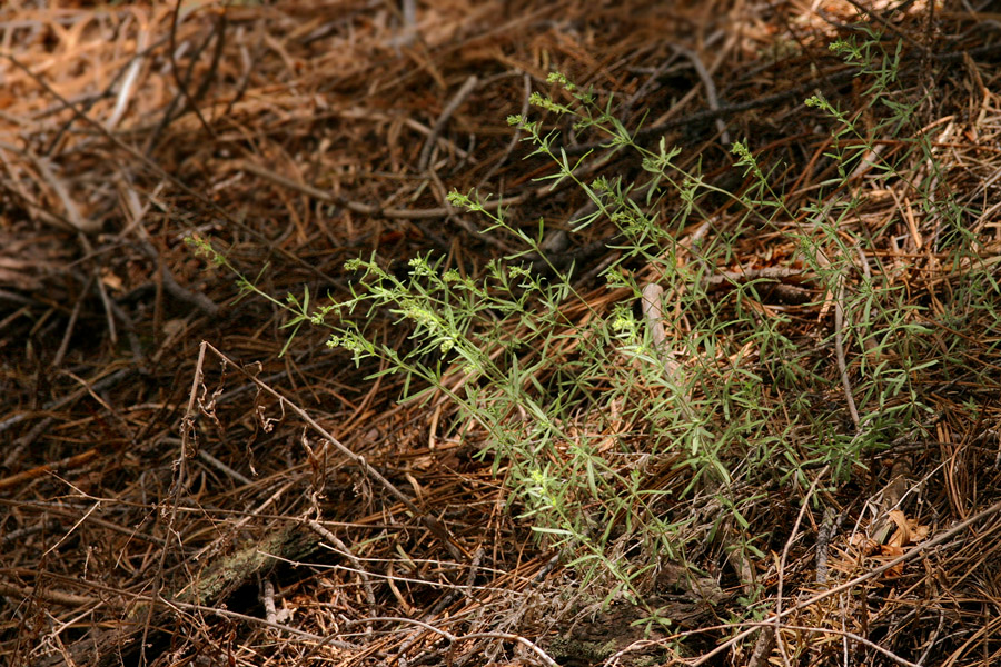 Galium fendleri image