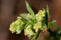 Galium fendleri image