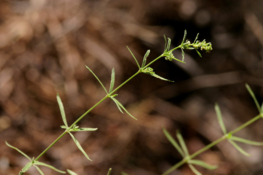 Galium fendleri image