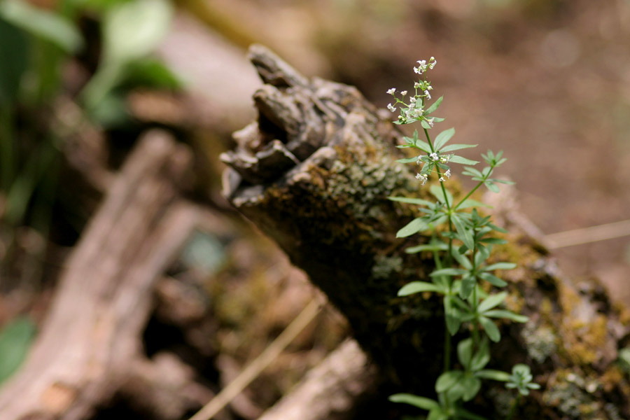 Galium mexicanum var. asperulum image