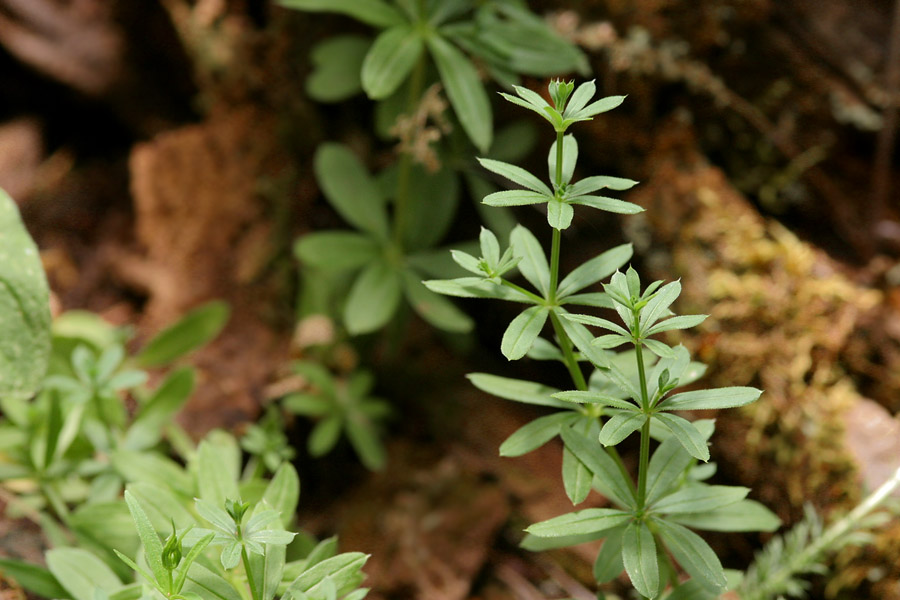 Galium mexicanum var. asperulum image