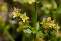 Galium multiflorum image