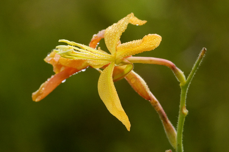 Gaura mutabilis image