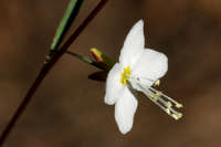 Gayophytum heterozygum image