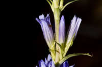 Gentiana affinis image