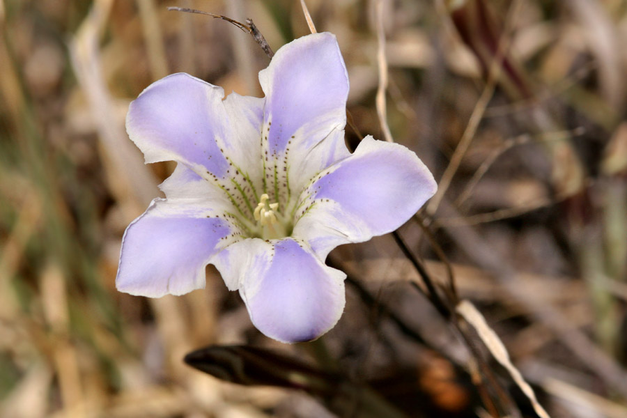 Gentiana hooperi image