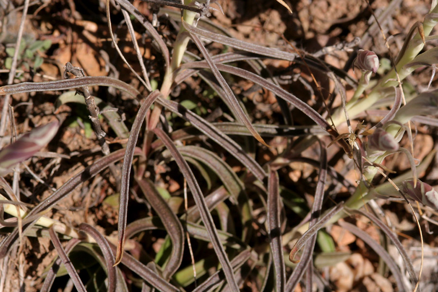 Gentiana hooperi image