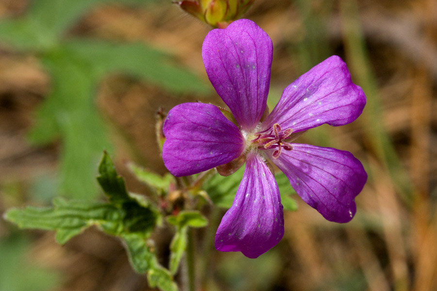 Geranium mexicanum image