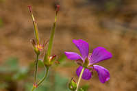 Geranium mexicanum image