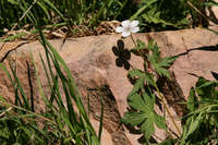 Geranium richardsonii image