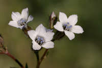 Gilia stellata image