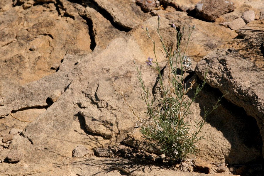 Gilia stewartii image