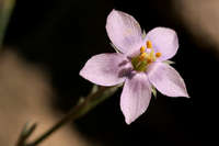 Gilia stewartii image