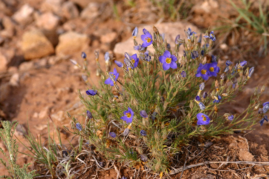 Giliastrum rigidulum image