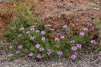 Glandularia bipinnatifida image