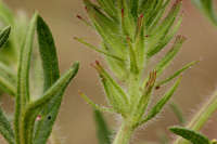 Glandularia bipinnatifida var. latilobata image