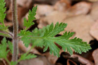 Glandularia canadensis image