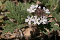 Glandularia quadrangulata image