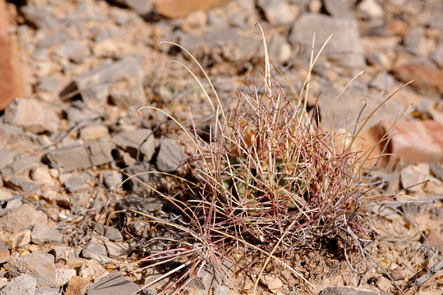 Glandulicactus uncinatus image