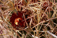 Glandulicactus uncinatus image
