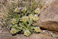 Gomphrena caespitosa image