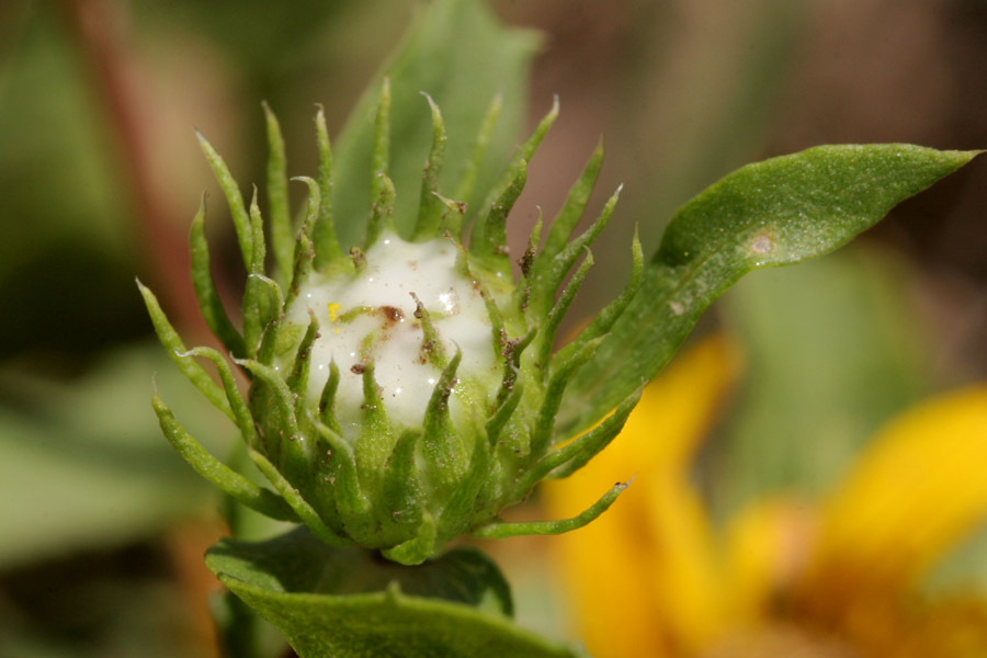 Grindelia arizonica var. neomexicana image