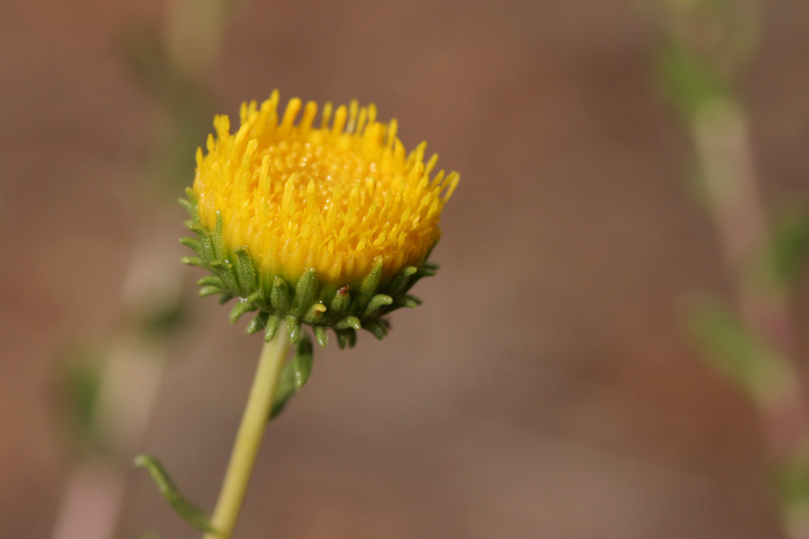 Grindelia squarrosa var. nuda image