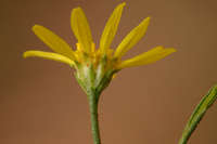 Gutierrezia sphaerocephala image