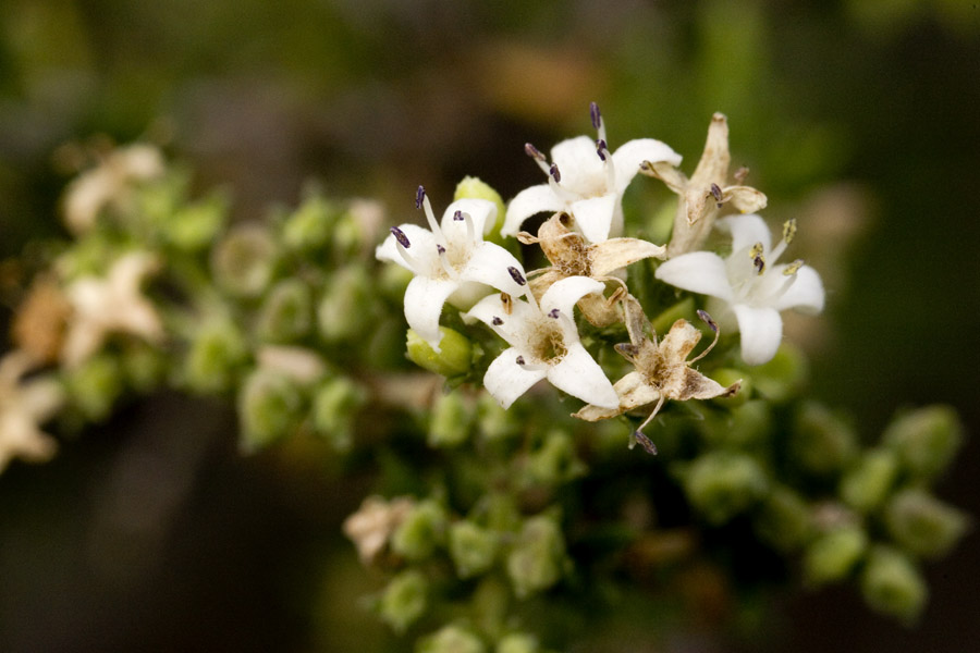 Hedyotis intricata image