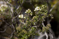 Hedyotis intricata image