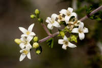 Hedyotis intricata image