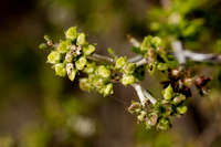 Hedyotis intricata image