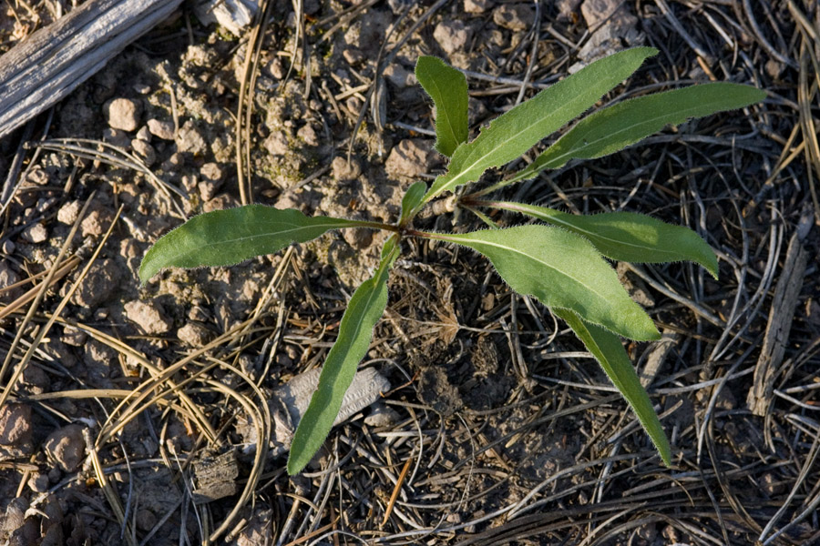 Helianthella parryi image