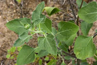 Helianthus petiolaris image