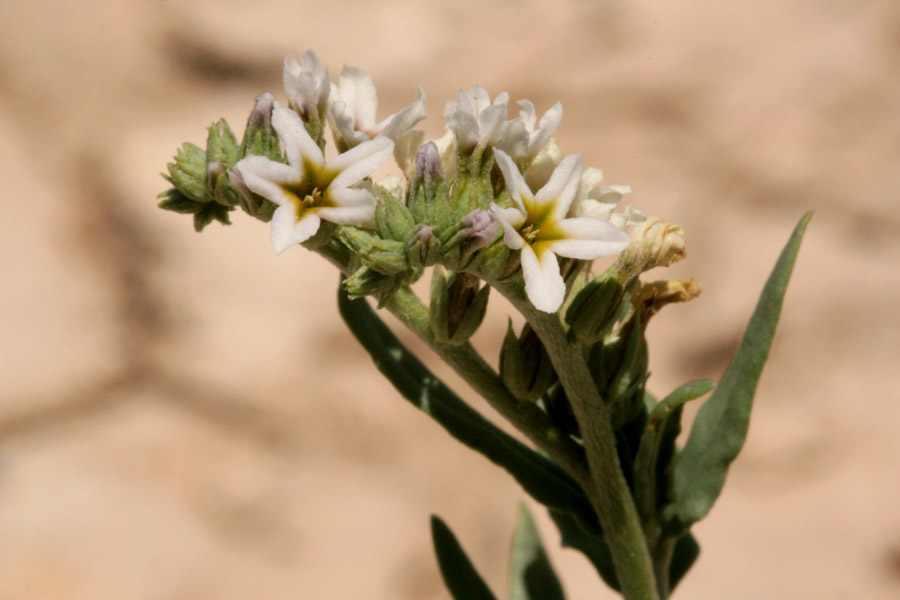 Heliotropium glabriusculum image