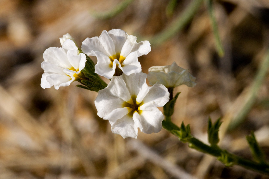 Heliotropium greggii image