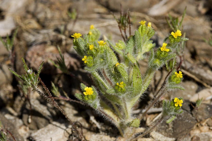 Hemizonella image