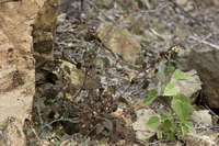 Hermannia pauciflora image